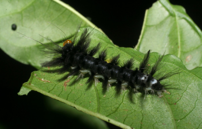 Figura 2. <i>Cacostatia sapphira</i> (Erebidae) último estadio, vista dorsal, Sector San Cristóbal, Tajo Angeles. Voucher 08-SRNP-6041-DHJ445078.jpg.