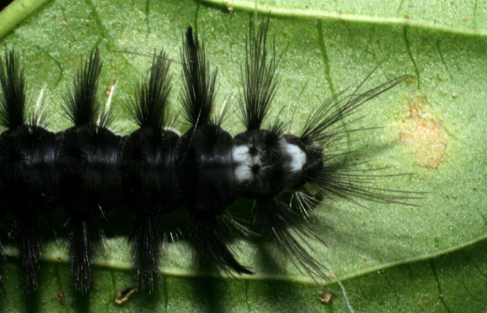 Figura 4. <i>Cacostatia sapphira</i> (Erebidae) último estadio, vista trasera, Sector San Cristóbal, Tajo Angeles. Voucher 08-SRNP-6041-DHJ445080.jpg.