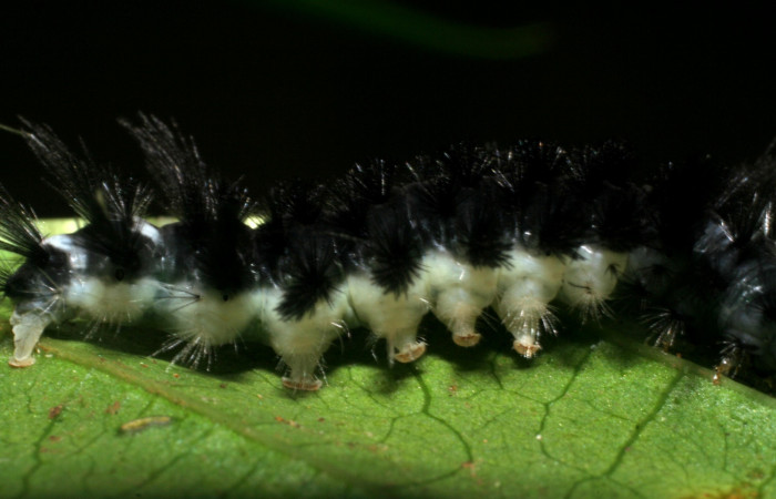 Figura 5. <i>Cacostatia sapphira</i> (Erebidae) último estadio, vista lateral, Sector San Cristóbal, Tajo Angeles. Voucher 08-SRNP-6041-DHJ445081.jpg.