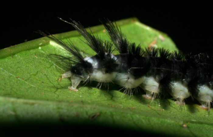 Figura 6. <i>Cacostatia sapphira</i> (Erebidae) último estadio, vista lateral trasera, Sector San Cristóbal, Tajo Angeles. Voucher 08-SRNP-6041-DHJ445082.jpg.