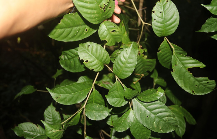Figura 13. <i>Tabernaemontana alba</i> (Apocynaceae) planta hospedera de <i>Cacostatia sapphira</i> (Erebidae). Foto Gloria Sihezar. Estación San Gerardo Sendero Corredor.