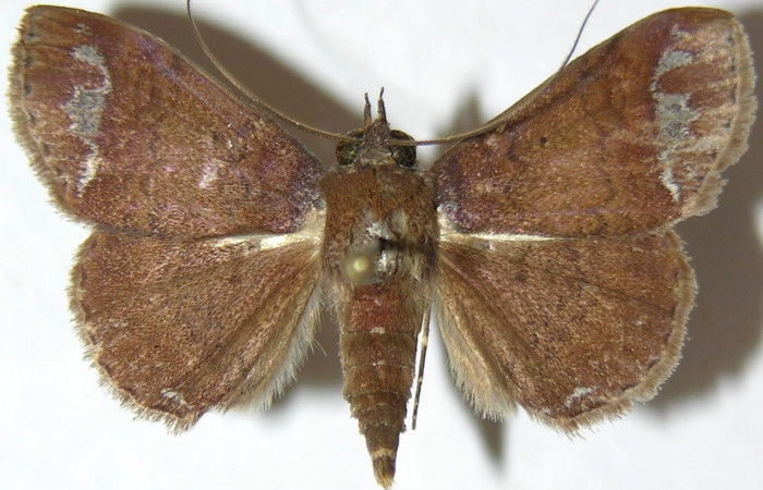 Fig.10 Adulto <i>Antiblemma amalthea</i>  dorsal. Voucher: 07-SRNP-33133-DHJ388720.jpg