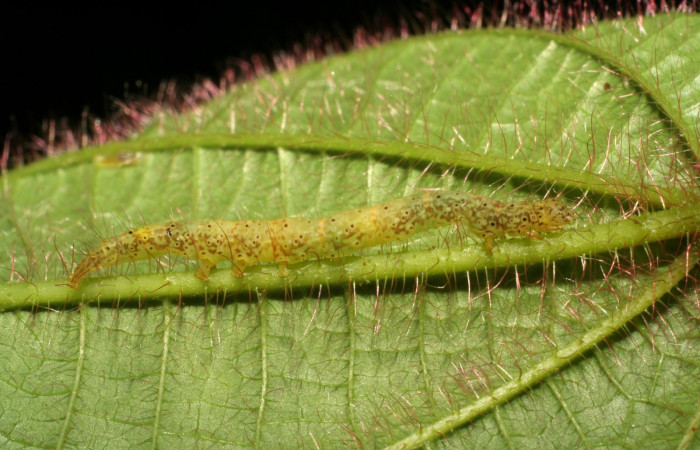 Fig.13  Larva <i>Antiblemma fuscireticulata</i>,  parasitada  con larvas de <i>Ceromya</i> Janzen34, (Tachinidae) se pueden ver a travéz de la cuticula. Voucher: 06-SRNP-30360-DHJ409879.jpg