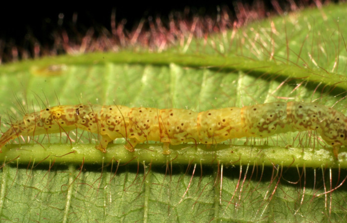 Fig.13  Larva <i>Antiblemma fuscireticulata</i> ,  parasitada  con larvas de <i>Ceromya</i> Janzen34, (Tachinidae) se pueden ver a travéz de la cuticula. Voucher: 06-SRNP-30360-DHJ409879.jpg