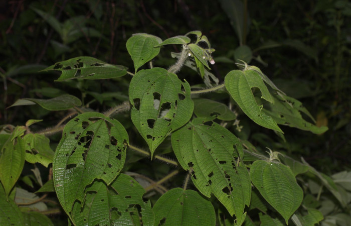 <i>Clidemia octona</i>, planta hospedera de <i>Antiblemma fuscireticulata</i> 