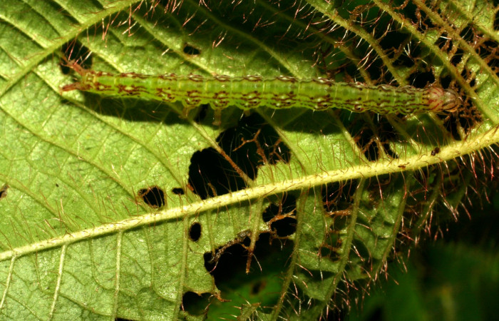 Fig.1 Larva <i>Antiblemma fuscireticulata</i>  en último estadío mostrando la parte dorsal. Voucher: 10-SRNP-32273-DHJ477304.jpg