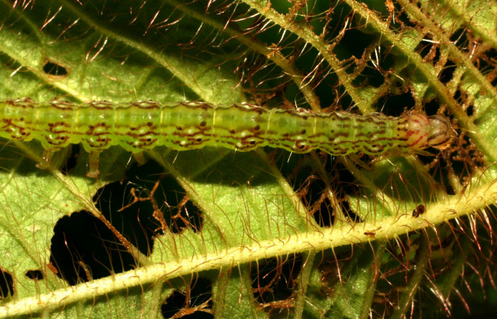 Fig.4 Larva <i>Antiblemma fuscireticulata</i> en último estadío mostrando la parte dorsal Voucher: 10-SRNP-32273-DHJ477311.jpg
