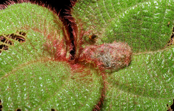 Fig. 6 Estructura de capullo de pupa <i>Antiblemma fuscireticulata</i>. Voucher: 05-SRNP-34866-DHJ420509.jpg