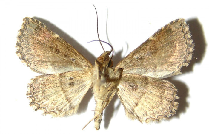 Fig.8 Adulto <i>Antiblemma fuscireticulata</i>  dorsal. Hembra. Voucher: 05-SRNP-34800-DHJ328188.jpg