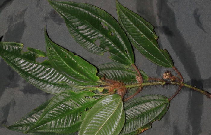 Miconia lacera follaje, planta hospedera de <i>Antiblemma fuscireticulata</i> 