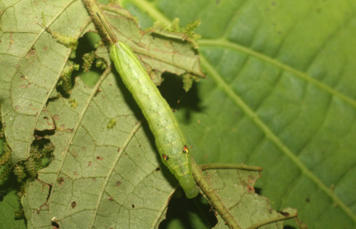 Figura. 11 Larva <i>Xylophanes cyrene</i> (Sphingidae), posición dorsal alimentándose en <i>Psychotria jimenezii</i> (Rubiaceae). (18-SRNP-80929-DHJ715884.jpg).