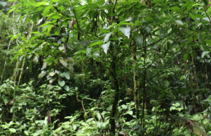 Figura. 1 Habitad <i>Psychotria jimenezii</i>, (Rubiaceae). Area de Conservación Guanacaste, Sector Rincón Rain Forest, Estación Leiva, Sendero Flecha, (elevación 491 metros), colectada el 2 Diciembre 2019. Foto, Jorge Hernández.