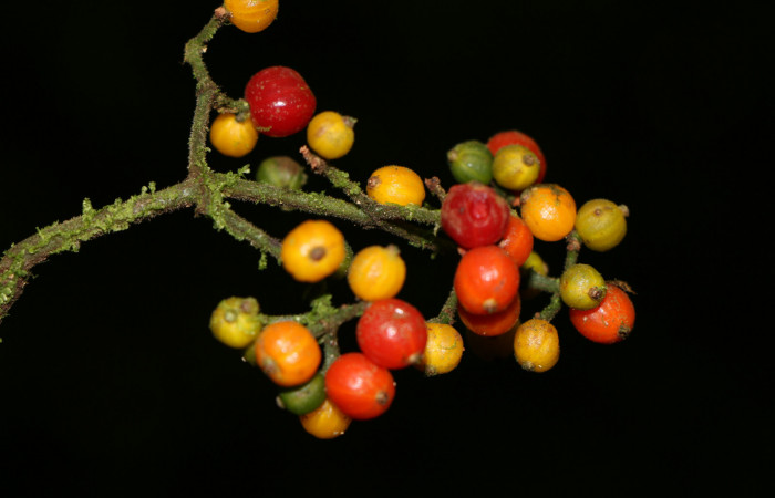 Figura. 9 Frutos maduros, <i>Psychotria jimenezii</i>, (Rubiaceae). Area de Conservación Guanacaste, Sector Rincón Rain Forest, Estación Leiva, Margen de Camino, (elevación 410 metros), colectada el 23 de Agosto 2019. Foto, Jorge Hernández.