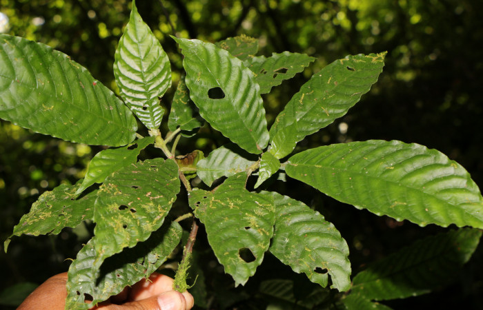 Figura. 3 Posición hojas <i>Psychotria jimenezii</i>, (Rubiaceae). Area de Conservación Guanacaste, Sector Rincón Rain Forest, Estación Leiva, Sendero Flecha, (elevación 491 metros), colectada el 2 Diciembre 2019. Foto, Jorge Hernández.