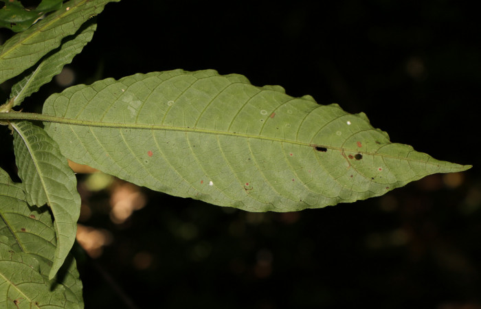 Figura. 5 Posición envés <i>Psychotria jimenezii</i>, (Rubiaceae). Area de Conservación Guanacaste, Sector Rincón Rain Forest, Estación Leiva, Sendero Flecha, (elevación 491 metros), colectada el 2 Diciembre 2019. Foto, Jorge Hernández.