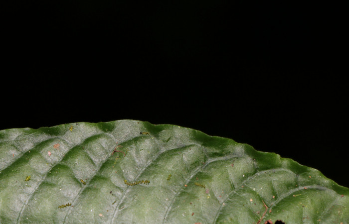 Figura. 6 Posición margen entero <i>Psychotria jimenezii</i>, (Rubiaceae). Area de Conservación Guanacaste, Sector Rincón Rain Forest, Estación Leiva, Sendero Flecha, (elevación 491 metros), colectada el 2 Diciembre 2019. Foto, Jorge Hernández.