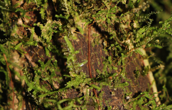 Figura. 7 Posición corteza <i>Psychotria jimenezii</i>, (Rubiaceae). Area de Conservación Guanacaste, Sector Rincón Rain Forest, Estación Leiva, Sendero Flecha, (elevación 491 metros), colectada el 2 Diciembre 2019. Foto, Jorge Hernández.