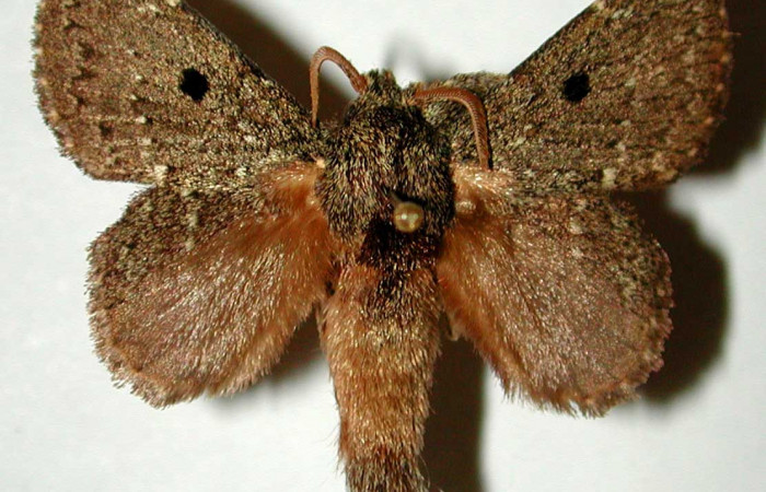 Figura 14. Adulto en posicion dorsal, es un macho de <i>Euglyphis amathuria</i> familia (Lasiocampidae). Voucher, 00-SRNP-22126-DHJ33228.