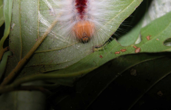 Figura 9. Larva <i>Euglyphis amathuria</i> (Lasiocampidae). posición de cabeza. Voucher: 03-SRNP-37154- DHJ91051.