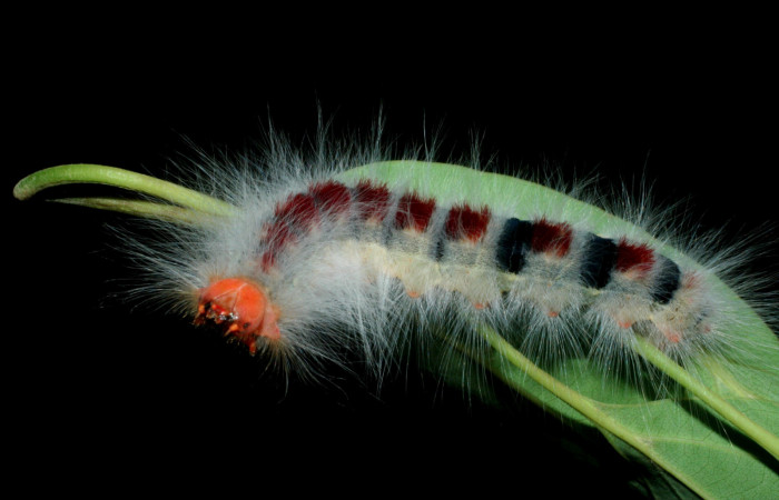 Figura 1. Larva <i>Euglyphis amathuria</i> (Lasiocampidae). posición dorsal mostrando la cabeza. Voucher: 09- SRNP-56167-DHJ456891.