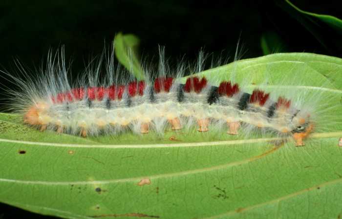 Figura 4. Larva <i>Euglyphis amathuria</i> (Lasiocampidae). posición lateral. Voucher: 09-SRNP-70992- DHJ465281.