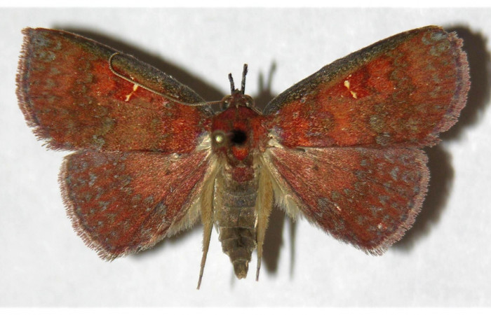 Figura. 14 Adulto <i>Antapistis</i> Poole09DHJ02 (Erebidae), posición vista dorsal. (04-SRNP-319-DHJ320186.jpg).