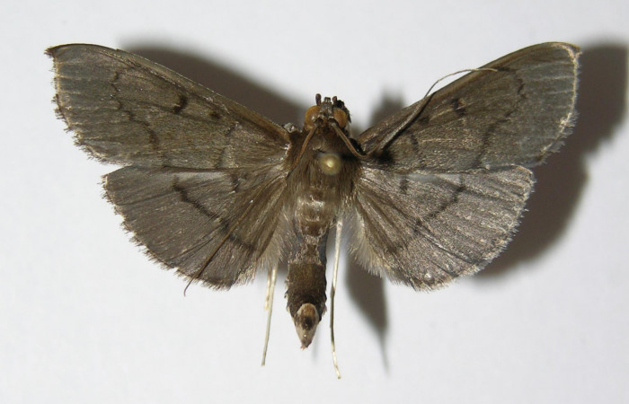 Figura. 16 Adulto <i>Syllepte</i> Solis22 (Crambidae), posición vista dorsal. (05-SRNP-5972-DHJ332776.jpg).