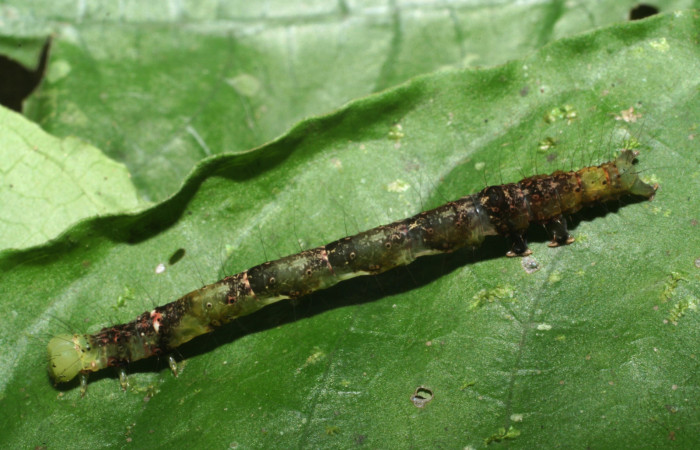 Figura. 13 Larva <i>Antapistis</i> Poole09DHJ02 (Erebidae), posición dorsal alimentándose en <i>Psychotria jimenezii</i> (Rubiaceae). (11-SRNP-80273-DHJ497614.jpg).