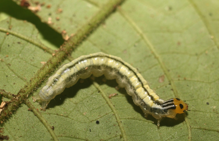 Figura. 15 Larva <i>Syllepte</i> Solis22 (Crambidae), posición dorsal alimentándose en <i>Psychotria jimenezii</i> (Rubiaceae). (18-SRNP-80955-DHJ715960.jpg).
