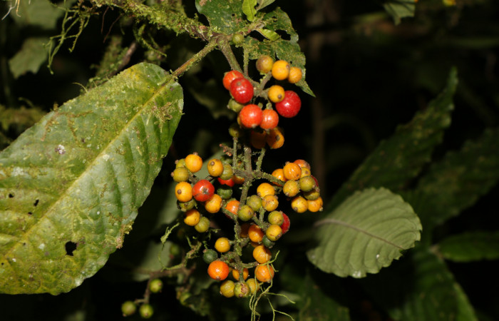 Figura. 8 Frutos maduros en racimo, <i>Psychotria jimenezii</i>, (Rubiaceae. Area de Conservación Guanacaste, Sector Rincón Rain Forest, Estación Leiva, Margen de Camino, (elevación 410 metros), colectada el 23 Agosto 2019. Foto, Jorge Hernández.