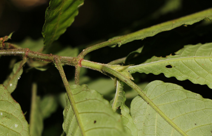 Figura. 2 Posición hojas <i>Psychotria jimenezii</i>, (Rubiaceae). Area de Conservación Guanacaste, Sector Rincón Rain Forest, Estación Leiva, Sendero Flecha, (elevación 491 metros), colectada el 2  Diciembre 2019. Foto, Jorge Hernández.

