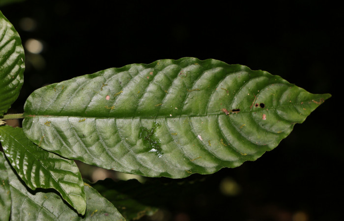 Figura. 4 Posición haz <i>Psychotria jimenezii</i>, (Rubiaceae). Area de Conservación Guanacaste, Sector Rincón Rain Forest, Estación Leiva, Sendero Flecha, (elevación 491 metros), colectada el 2  Diciembre 2019. Foto, Jorge Hernández.
