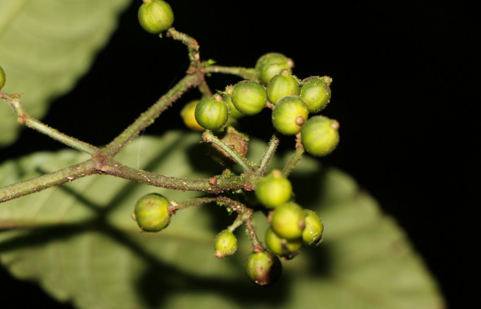 Figura. 10 Frutos verdes, <i>Psychotria jimenezii</i>, (Rubiaceae. Area de Conservación Guanacaste, Sector Rincón Rain Forest, Estación Leiva, Margen de Camino, (elevación 410 metros), colectada el 23 de Agosto 2019. Foto, Jorge Hernández.