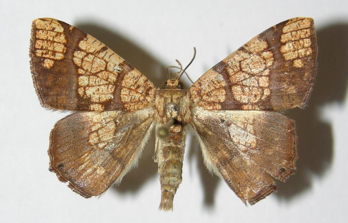 Figura 7. Adulto de <i>Nematocampa completa</i> (Geometridae), macho vista dorsal, localidad Sendero Huerta Sector San Cristóbal ACG (527m). Voucher: 05-SRNP-2470-DHJ325838.jpg.