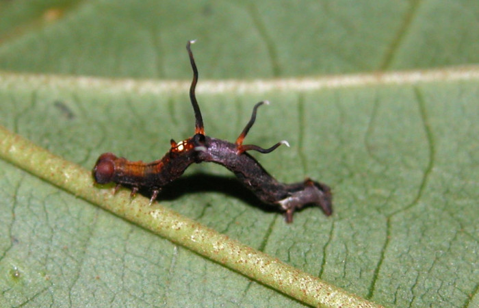 Figura 3. Larva <i>Nematocampa completa</i> (Geometridae), penúltimo estadío (PU) vista dorsal, localidad Sendero Rincón Sector Rincón Rain Forest ACG (430m). Voucher: 05-SRNP-40006-DHJ406792.jpg.