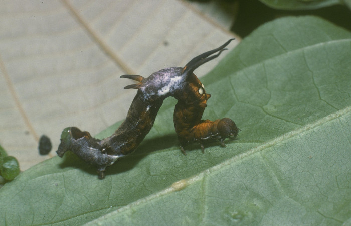 Figura 4. Larva <i>Nematocampa completa</i> (Geometridae), último estadío (U) vista dorsal, localidad Sendero Rincón Sector Rincón Rain Forest ACG (430m). Voucher: 05-SRNP-40006-DHJ88794.jpg.
