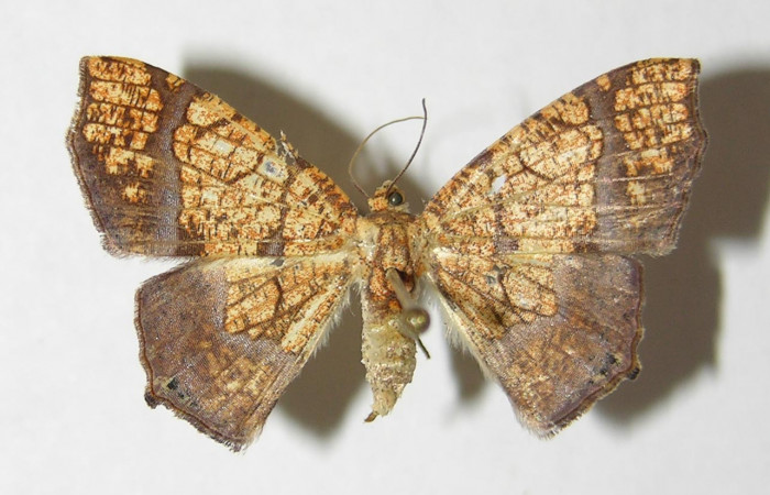 Figura 9. Adulto de <i>Nematocampa completa</i> (Geometridae), hembra vista dorsal, localidad Quebrada Otilio Sector Cacao ACG (550m). Voucher: 05-SRNP-49598-DHJ330510.jpg.