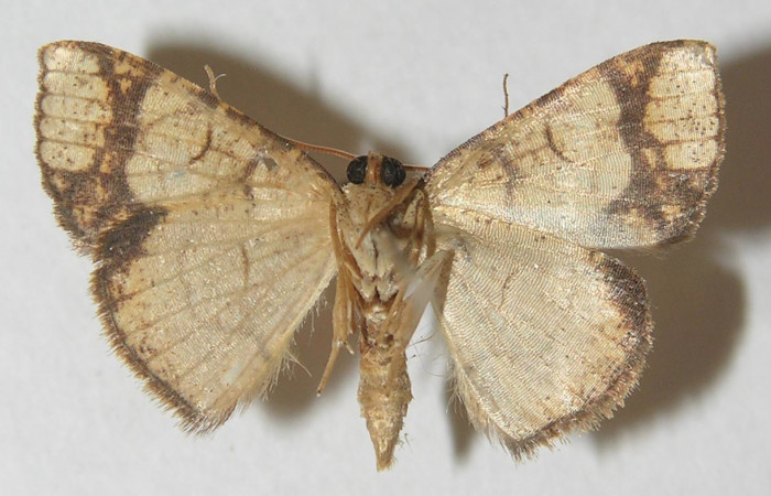 Figura 12. Adulto de <i>Nematocampa arenosa</i> (Geometridae), vista ventral, localidad Jacobo Sector Rincón Rain Forest ACG (461m). Voucher: 11-SRNP-69673-DHJ541349.jpg.