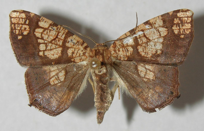 Figura 1. Adulto de <i>Nematocampa completa</i> (Geometridae), vista dorsal, localidad Medrano Estación Biológica Quica Sector Pitilla ACG (380m). Voucher: 12-SRNP-71821-DHJ565714.jpg.