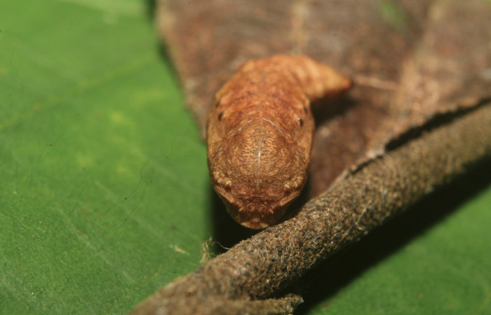 Figura 6. Pupa de <i>Nematocampa completa</i> (Geometridae), vista frontal, localidad Medrano Estación Biológica Quica Sector Pitilla ACG (380m). Voucher: 19-SRNP-71390-DHJ752219.jpg.