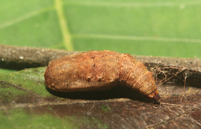Figura 5. Pupa de <i>Nematocampa completa</i> (Geometridae), vista dorsal, localidad Medrano Estación Biológica Quica Sector Pitilla ACG (380m). Voucher: 19-SRNP-71390-DHJ752224.jpg.