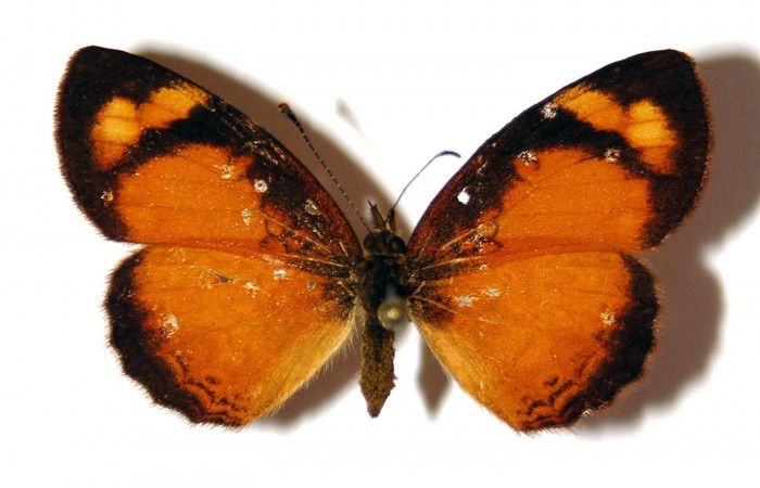 Fig. 4. Adulto hembra <i>Tegosa</i> anietaDHJ01 (Nymphalidae), posición dorsal. Area de Conservación Guanacaste, Sector Cacao, Sendero Abajo.(03-SRNP-4491-DHJ98654).