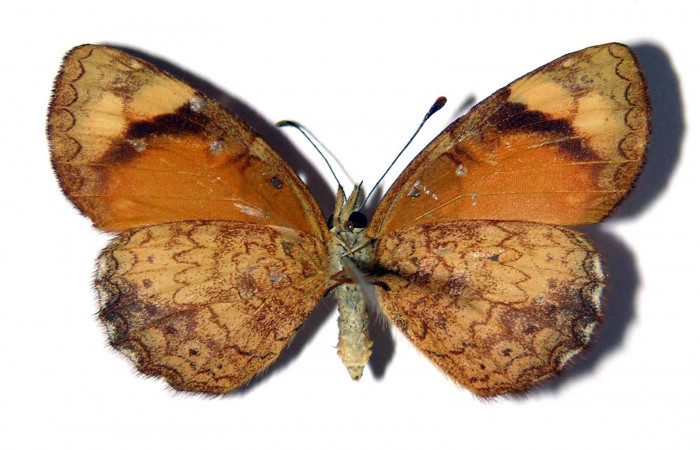 Fig. 5. Adulto hembra <i>Tegosa</i> anietaDHJ01 (Nymphalidae), posición ventral. Area de Conservación Guanacaste, Sector Cacao, Sendero Abajo. (03-SRNP-4491-DHJ98655).