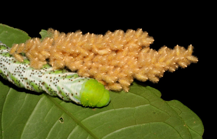 Fig. 7. <i>Manduca pellenia</i> (Sphingidae), parásitada por <i>Meteorus</i> congregatusDHJ04 (Braconidae). Area de Conservación Guanacaste, Sector San Cristóbal, Finca San Gerardo. (08-SRNP-5920-DHJ444884.jpg).