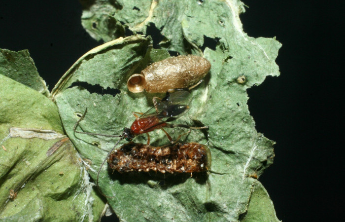 Fig. 8. Adulto y capullo de <i>Meteorus</i> Janzen27 (Braconidae), eclosionado de larva en penúltimo estadio de <i>Palpita</i> jairusalisDHJ01 (Crambidae). Area de Conservación Guanteaste, Sector San Cristóbal, Quebrada Garcia. (09-SRNP-2767-DHJ463320.jpg).