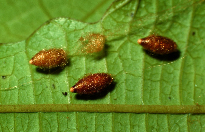 Fig. 6. Capullos de <i>Meteorus papiliovorus</i> (Braconidae). Area de Conservación Guanacaste, Sector Pitilla Sendero Nacho. (95-SRNP-4760-DHJ23558.jpg).