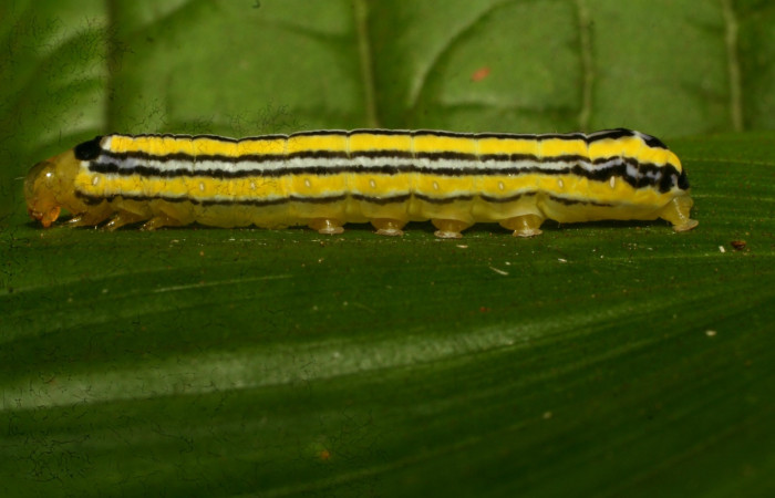 Figura 1. Larva <i>Heterochroma amphion</i> (Noctuidae), cuarto estadío posición lateral, mide 27 mm aproximadamente. Planta hospedera <i>Sobralia mucronata</i> (Orchidaceae). Voucher: 10-SRNP-70205-DHJ467632.jpg.