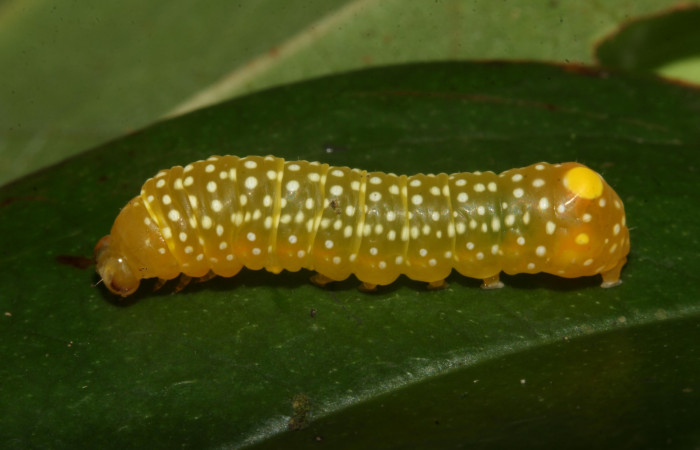 Figura 11.Larva <i> Heterochroma Poole</i> (Noctuidae), tercer estadío posición lateral, mide 15 mm aproximadamente. Planta hospedera <i>Smilax spinosa</i> (Smilacaceae).Voucher:18-SRNP-46399-DHJ719324.jpg.