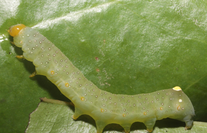 Figura 12.Larva <i> Heterochroma Poole</i> (Noctuidae), tercer estadío posición lateral, mide 40 mm aproximadamente. Planta hospedera <i>Smilax spinosa</i> (Smilacaceae).Voucher:18-SRNP-46399-DHJ719462.jpg.