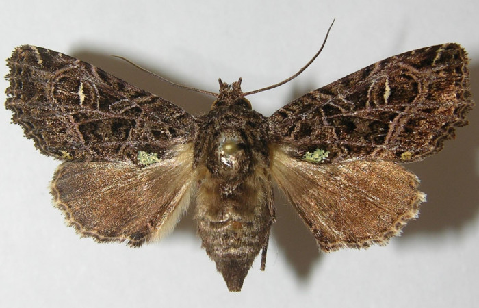Figura 7. Mariposa <i>Heterochroma amphion</i> (Noctuidae), color café con manchas negras, mide 38 mm aproximadamente. Voucher:10-SRNP-70450-DHJ539878.